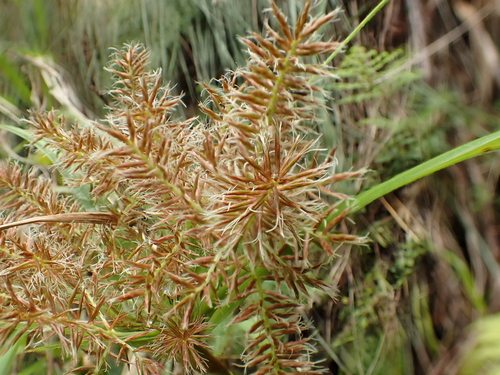 Cyperus sandwicensis observed 2015-03-03
