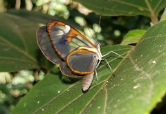 Ithomia agnosia zikani