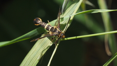 Synanthedon bibionipennis