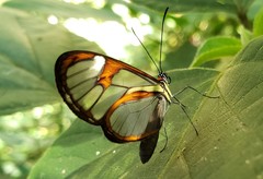 Ithomia agnosia zikani