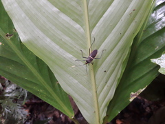 Leptoscelis saepifera