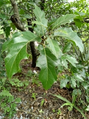 Quercus runcinatifolia