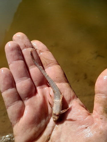Kleine zweepstaartmeerval (Rineloricaria parva) — Loricariidae — 4