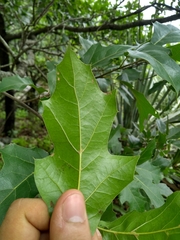 Quercus runcinatifolia