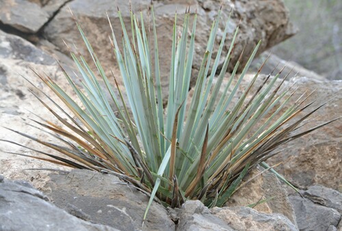 Image of Yucca rigida by (c) Mauricio Calderón, some rights reserved (CC BY)