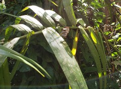Ithomia agnosia zikani