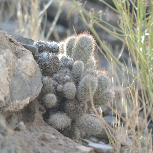 Mammillaria pottsii