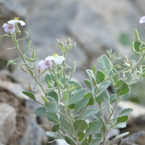 Image of Nerisyrenia camporum by (c) Mauricio Calderón, some rights reserved (CC BY)