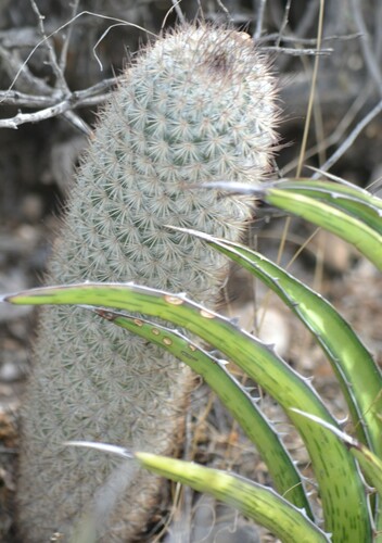 Mammillaria pottsii