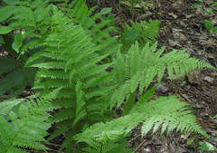 Athyrium