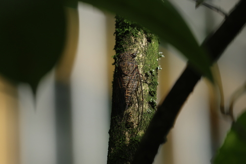 Priest Cicada