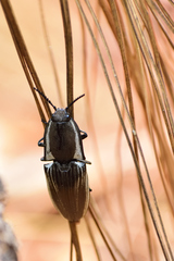 Chalcolepidius approximatus