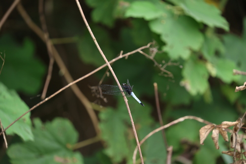 Blue-tailed Forest Hawk