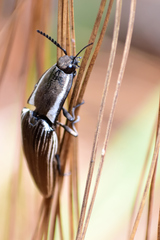 Chalcolepidius approximatus