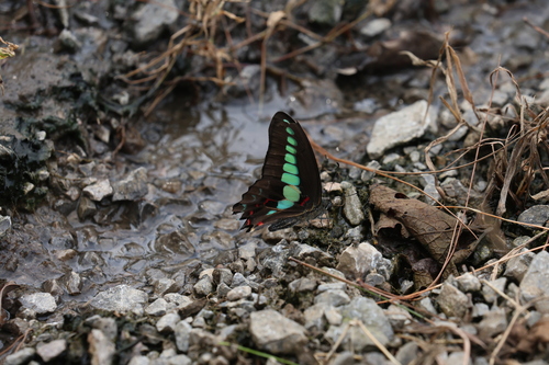Common Bluebottle