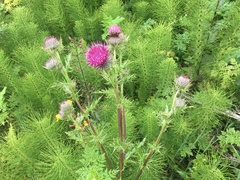 Cirsium andrewsii