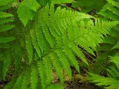 Athyrium