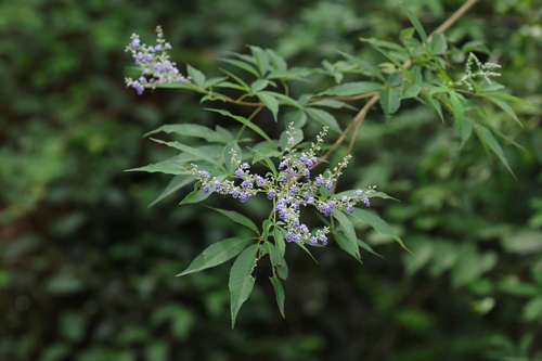 Five-leaved chaste tree