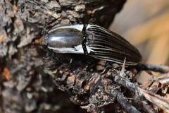 Chalcolepidius approximatus