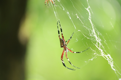 Argiope ocula