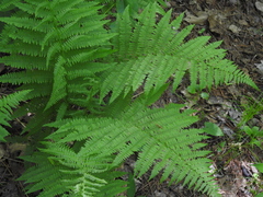 Athyrium