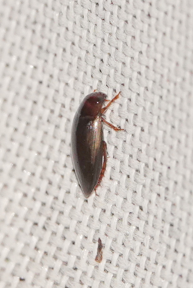 Copelatus in July 2024 by sarinole · iNaturalist