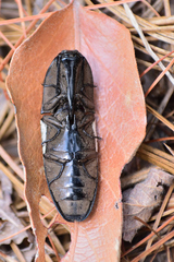 Chalcolepidius approximatus