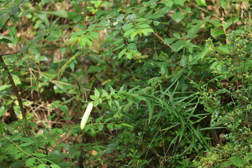Lilium leucanthum