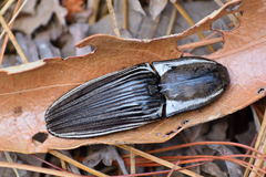Chalcolepidius approximatus