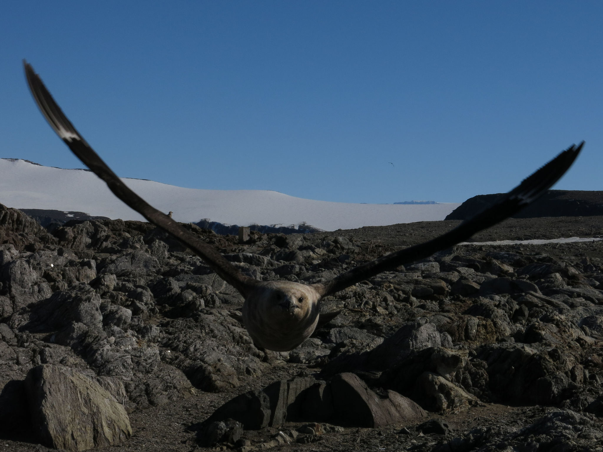 South Polar Skua