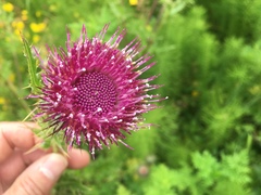 Cirsium andrewsii