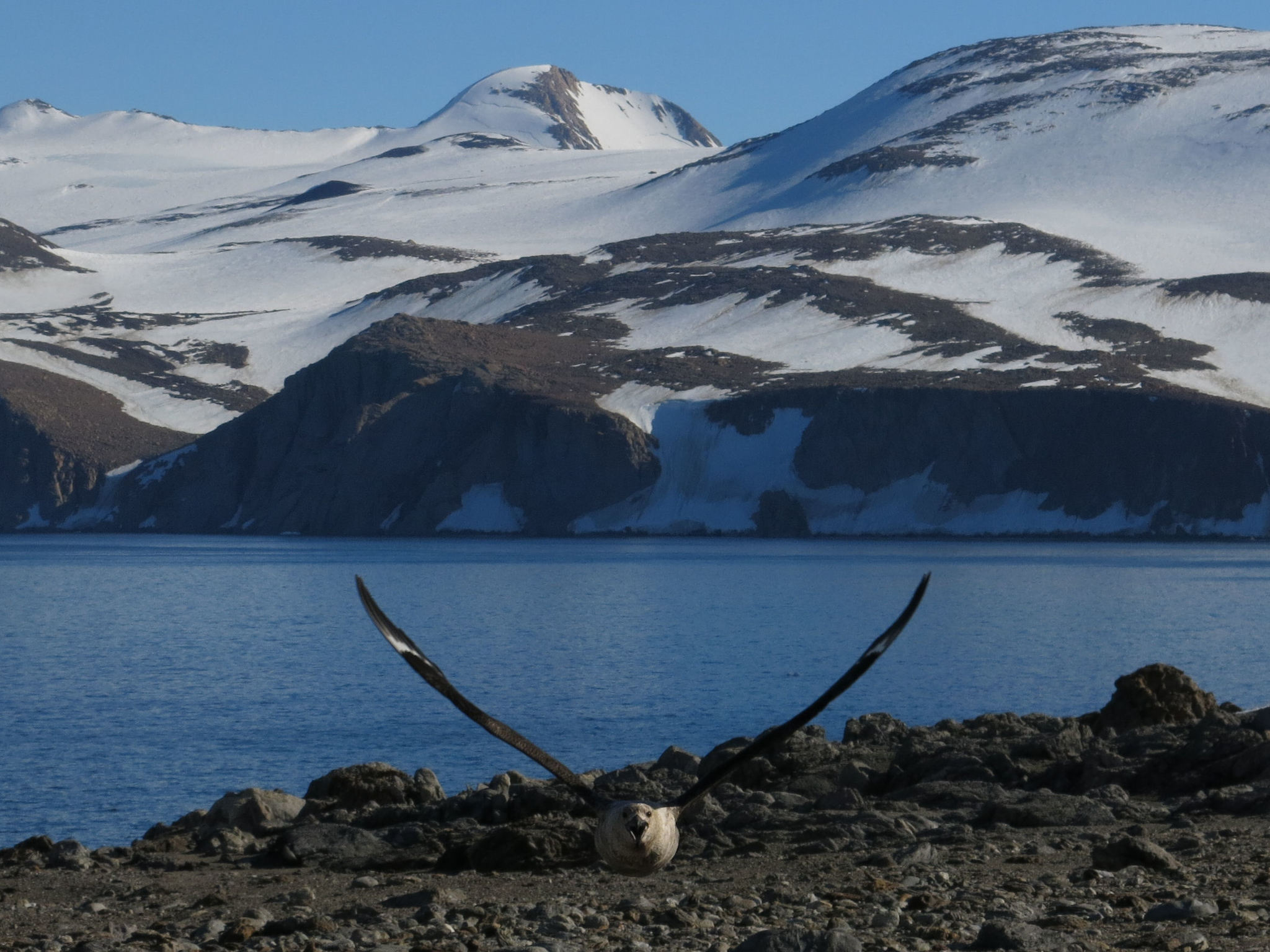 South Polar Skua