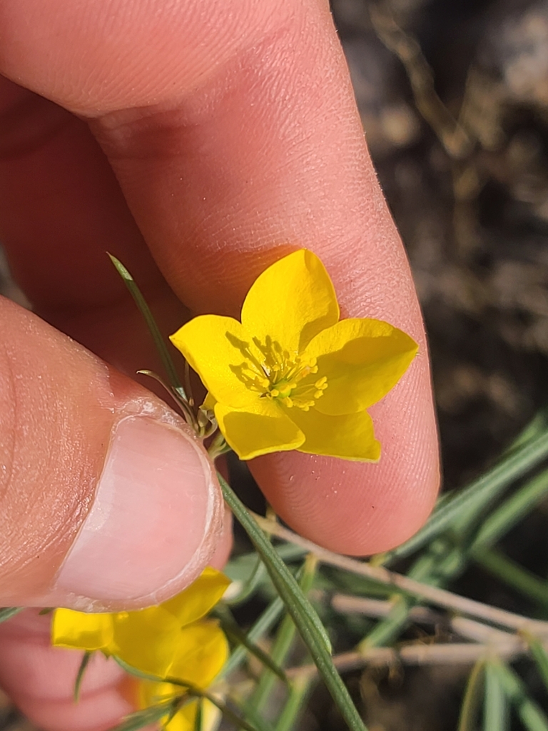 Talinum polygaloides, Pima County, US-AZ, US