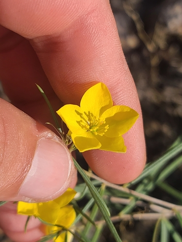 Talinum polygaloides