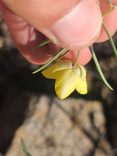 Talinum polygaloides
