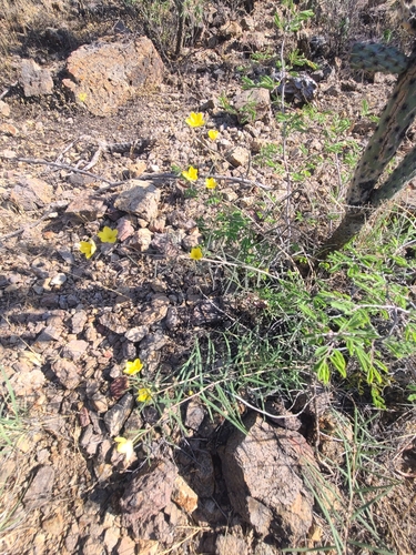 Talinum polygaloides