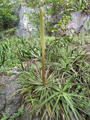 Agave bracteosa