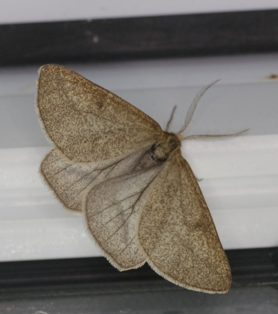 Aspitates conspersarius
