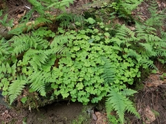 Oxalis