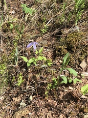 Clematis occidentalis grosseserrata