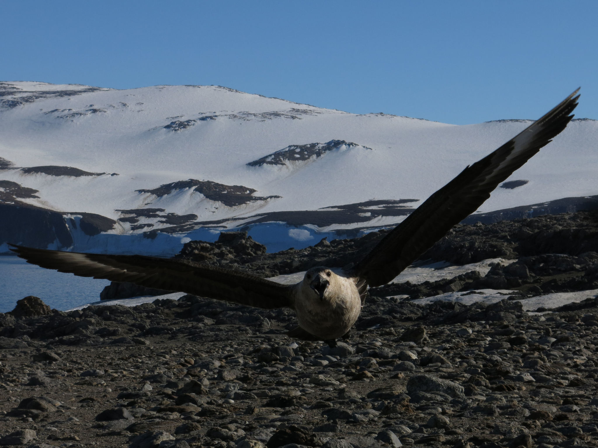South Polar Skua