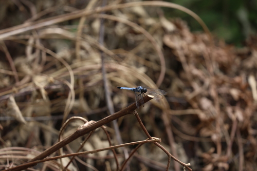 Greater Blue Skimmer