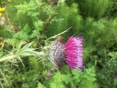 Cirsium andrewsii