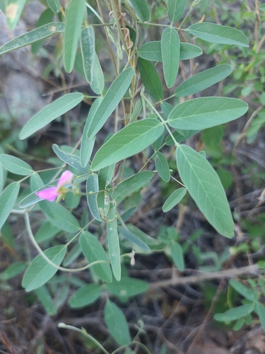 Image of Galactia wrightii by no rights reserved