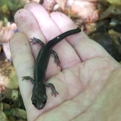 Plethodon wehrlei