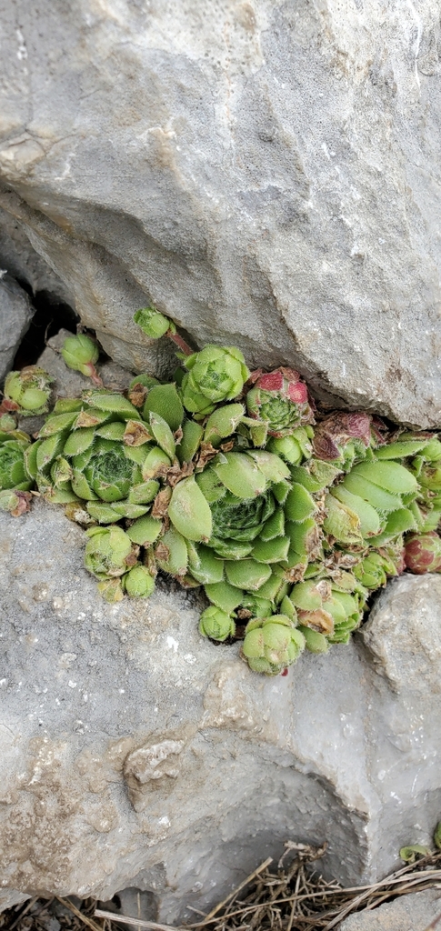 Sempervivum × giuseppii; photograph Katie Pearson, CC BY, iNaturalist via GBIF