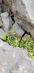 Katie Pearson, CC BY, iNaturalist via GBIF Sempervivum × giuseppii, photograph Katie Pearson, CC BY, iNaturalist via GBIF