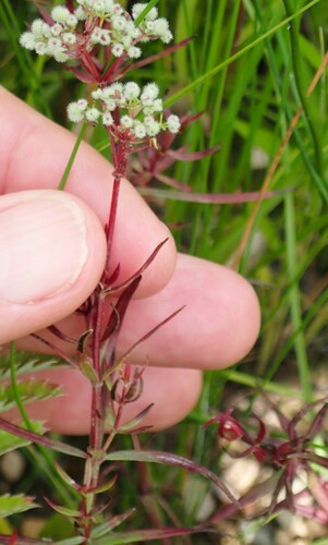 Galium boreale iNat (3)