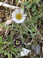 Erigeron grandiflorus