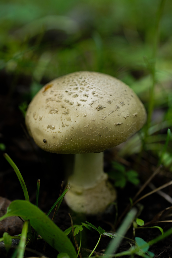 Amanita sp. 'tlaxcalipanthera'
